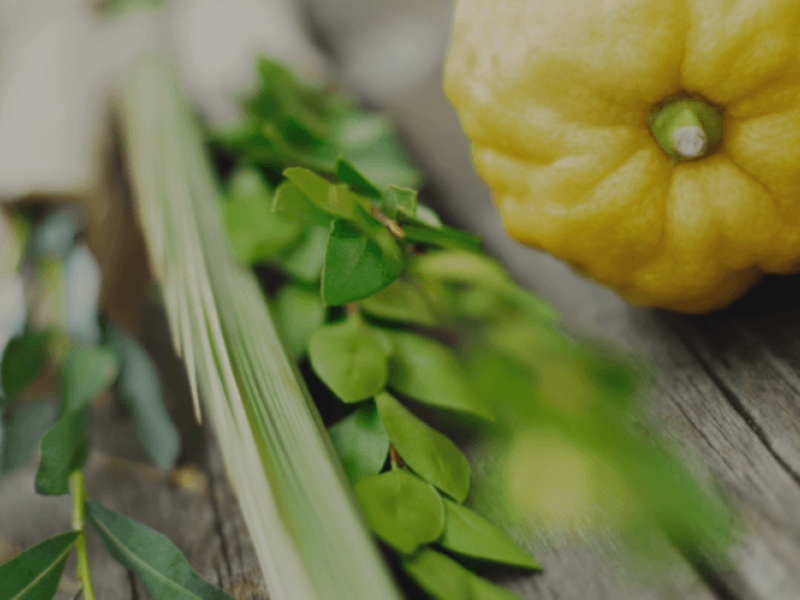 Order your Lulav and Etrog